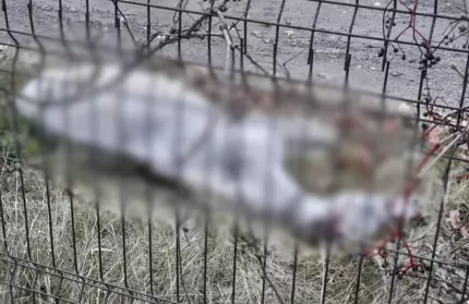 Cal lăsat să agonizeze pe marginea drumului, salvat de poliţişti Cal lăsat să agonizeze pe marginea drumului, salvat de poliţişti
