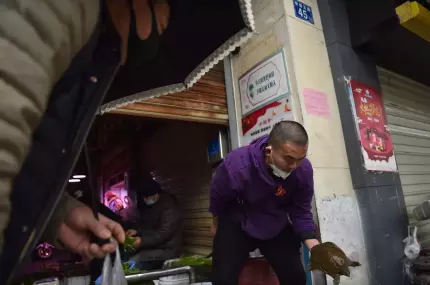 Bacteria care provoacă holera, depistată la un student din Wuhan şi la ţestoasele vândute în pieţele alimentare: "Învătaţi lecţia COVID" Bacteria care provoacă holera, depistată la un student din Wuhan şi la ţestoasele vândute în pieţele alimentare: "Învătaţi lecţia COVID"