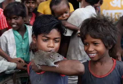 Femeile din casta "mâncătorilor de șobolani" din India luptă pentru egalitate. Ceilalalți "nici nu vor măcar ca briza care trece prin cartierul să îi atingă" Femeile din casta "mâncătorilor de șobolani" din India luptă pentru egalitate. Ceilalalți "nici nu vor măcar ca briza care trece prin cartierul să îi atingă"